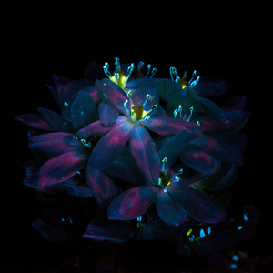 双飞麻将馆老板娘的背景资料
